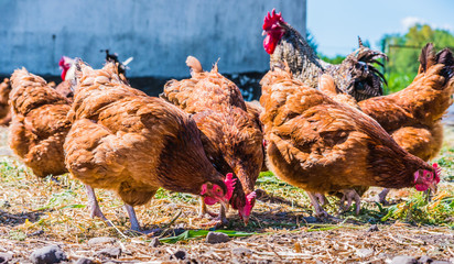 Chickens on traditional free range poultry farm © monticellllo