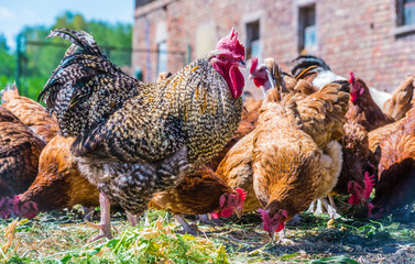 Chickens on traditional free range poultry farm