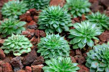 houseleek flower in the botanical garden