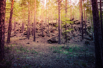 Pine forest tree trunks background