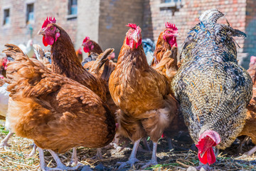 Chickens on traditional free range poultry farm