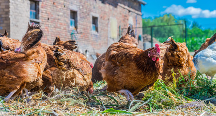 Chickens on traditional free range poultry farm © monticellllo