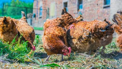 Chickens on traditional free range poultry farm © monticellllo