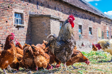 Chickens on traditional free range poultry farm © monticellllo