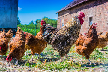 Chickens on traditional free range poultry farm © monticellllo
