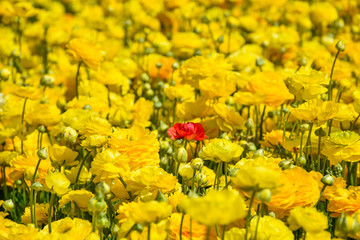 field of yellow flowers