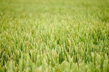 青々とした麦