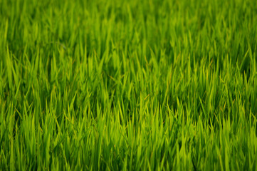 日本の初夏、緑が美しい稲が育つ水田