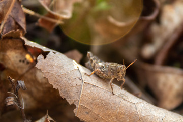 A grasshopper resting on a dry leaf.