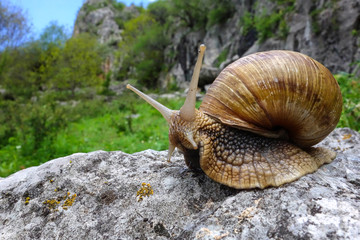 Snail