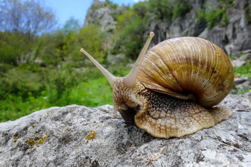 Snail