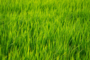 日本の初夏、緑が美しい稲が育つ水田