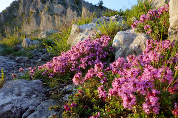 thyme