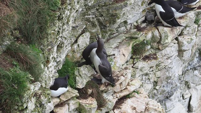 Guillimot (Uria aalge) with a Chick on a cliff