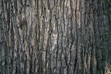 Foto op Plexiglas droge boomschors textuur en achtergrond, natuur concept © tatomm