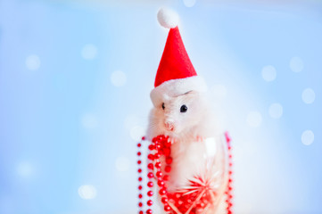 Cute hamster with santa hat on background with christmas lights