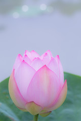 蓮