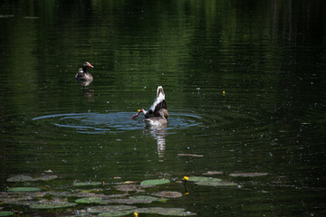 Ente