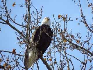 American Bald Eagle