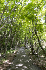 Walk path surrounded with tree in valley.