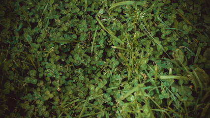  clover leaves. foot grass.  green grass background