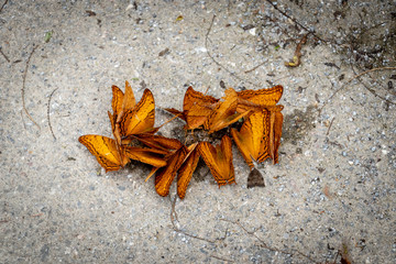 Colorful butterfly on the ground