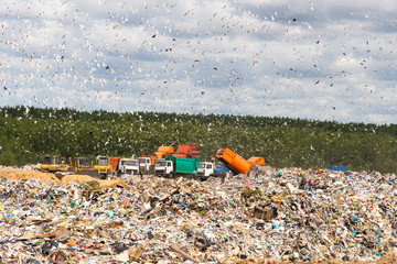 Municipal landfill for domestic waste. Trucks unload garbage at the landfill. Gulls fly over the...