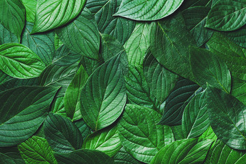 Beautiful nature background of green leaves with detailed texture. Greenery top view, closeup.