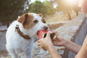 Child giving  watermelon to its dog for eating at the park on summer.