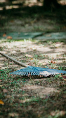 The rake on a wooden stick, collecting grass clippings, garden tools