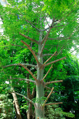 Malvaceae plants in the botanical garden