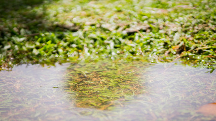 puddle in the grass in a tropical country, raining then sunshine.