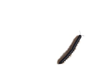Centipede isolated on white background