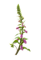 Foxglove, Digitalis purpurea.