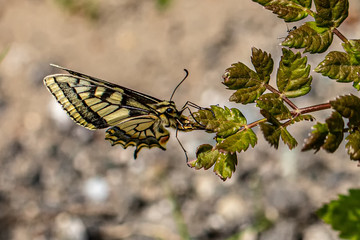 Nature