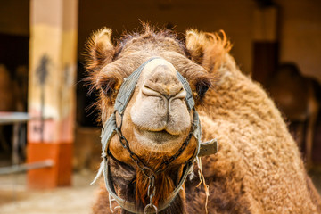 190415 Верблюжий Парк Кипр Camel Park Cyprus