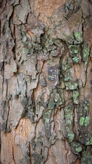 Texture of old tropical tree bark with green moss spots.
