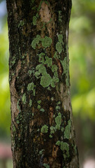 Fototapeta premium Texture of old tropical tree bark with green moss spots.