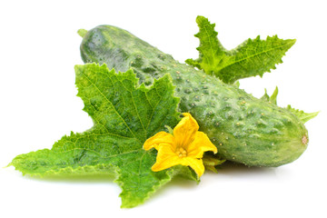 Fresh cucumbers on a white background