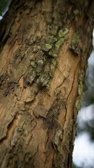 Texture of old tropical tree bark with green moss spots.