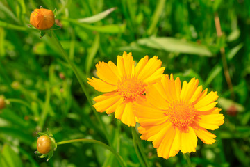 Gaillardia in the botanical garden