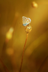 Papillon dans un décor doré
