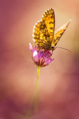 Papillon orange sur fond rose