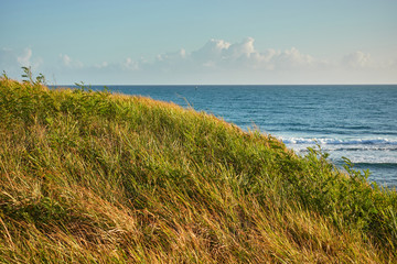 Grass and low bushes on the coast with the ocean in the background. Seascape at dawn