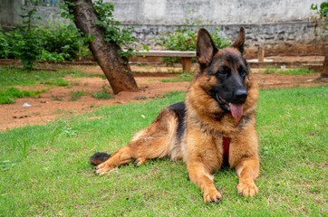 German Shepherd in Garden