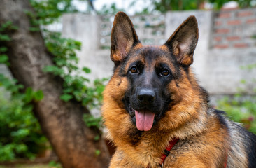 German Shepherd in Garden
