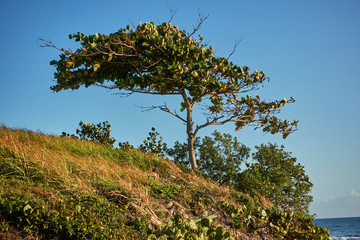 One tree on the coast of the ocean in the rays of the rising sun. Seascape