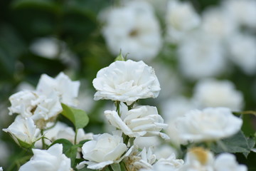 白　花　雪のような