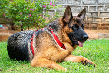 German Shepherd in Garden