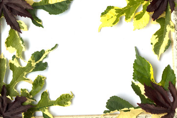 frame made of autumn isolated on white background